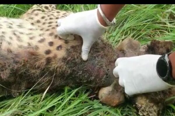 कूनो में 3 चीतों में मिला संक्रमण, हाईअलर्ट पर कूनो सेंचुरी